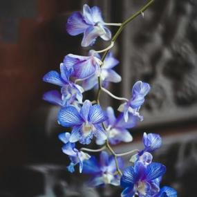 Exposition d'orchidées à Maurice de Vlaminck